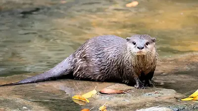 Lobito de río. Lobito de río.