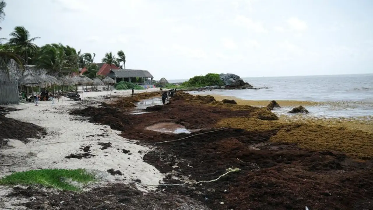 Una cantidad récord de sargazos cubre la costa caribeña de México amenazando el turismo y el medio ambiente
