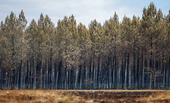 Los incendios y la sequía en Burdeos encienden las alarmas en Francia | Francia