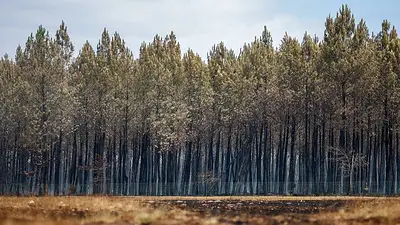 Los incendios y la sequía en Burdeos encienden las alarmas en la mayor región vinícola de Francia Los incendios y la sequía en Burdeos encienden las alarmas en la mayor región vinícola de Francia