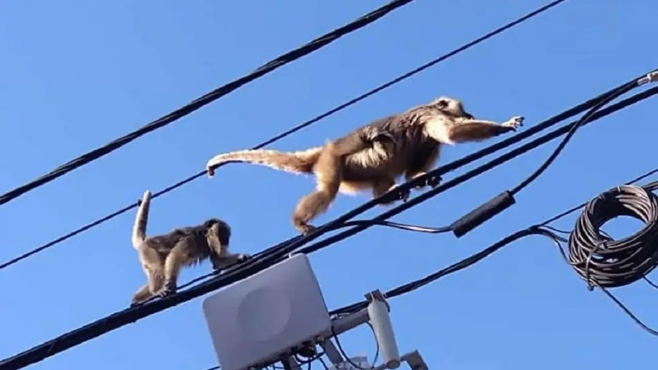 Monos sobre cables.