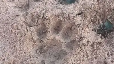 Aparecieron huellas de un importante animal en peligro de extinción en una escuela de Corrientes: el amplio operativo para rescatarlo Aparecieron huellas de un importante animal en peligro de extinción en una escuela de Corrientes: el amplio operativo para rescatarlo
