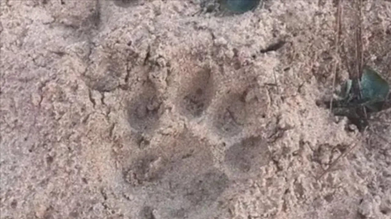 Aparecieron huellas de un importante animal en peligro de extinción en una escuela de Corrientes: el amplio operativo para rescatarlo