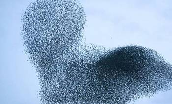 Llevaron 100 aves por culpa de Shakespeare y hoy son una plaga | Animales