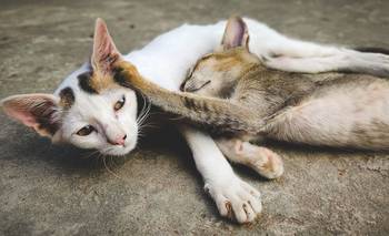 Por qué tu gato rasca los muebles y cómo evitar que destruya el sillón | Animales