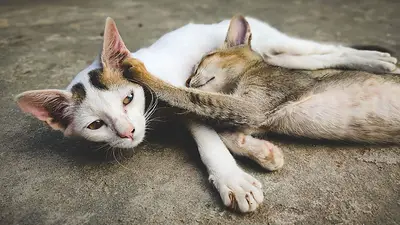 A diferencia de los perros: las 5 señales en la cara de tu gato que revelan que está sintiendo dolor A diferencia de los perros: las 5 señales en la cara de tu gato que revelan que está sintiendo dolor