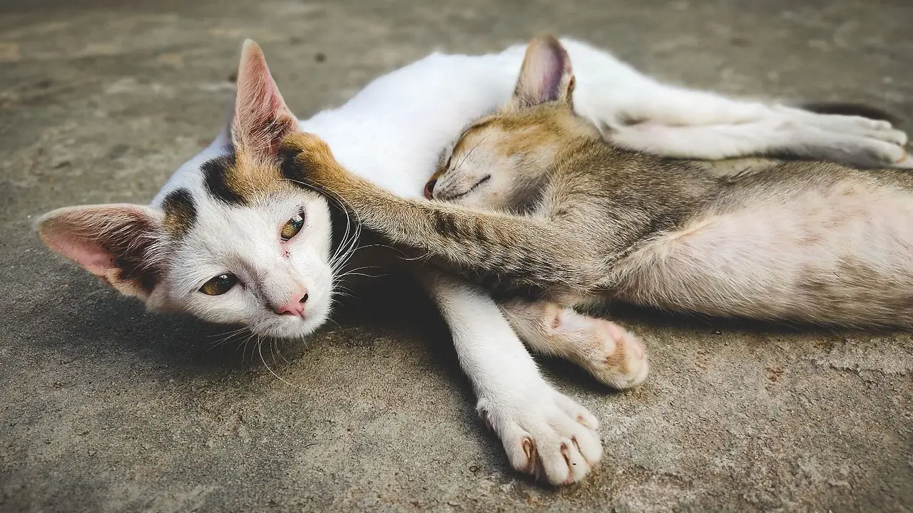 A diferencia de los perros: las 5 señales en la cara de tu gato que revelan que está sintiendo dolor