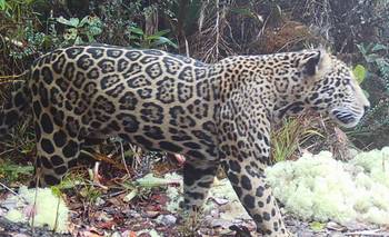 El jaguar de las nubes: redescubierto en Honduras tras 10 años perdido | Animales