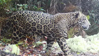 Jaguar. Jaguar.