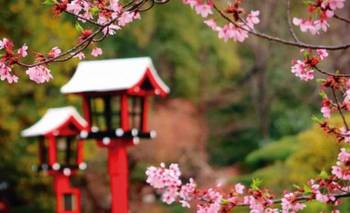 El mágico rincón con un sendero de sakuras | Vacaciones de invierno
