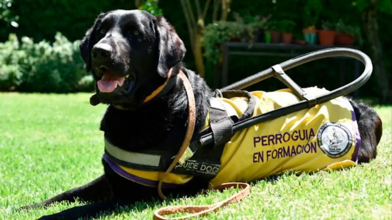 Perro guía
