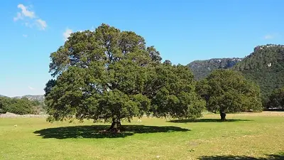 Cuál es la planta que puede durar hasta 50 años. Cuál es la planta que puede durar hasta 50 años.