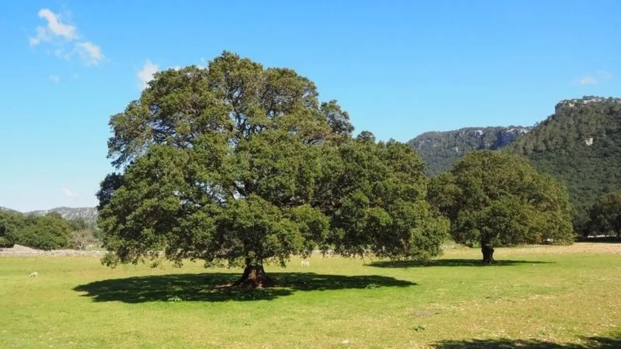 Cuál es la planta que puede durar hasta 50 años.