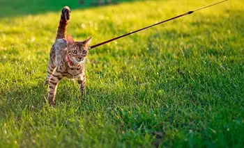 Pasear al gato: ¿cuáles son los beneficios y cómo hacerlo seguro? | Animales