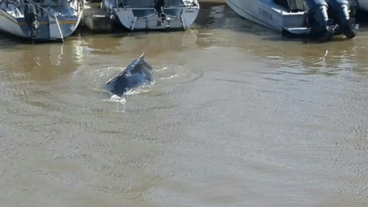 Una ballena en Puerto Madero, atracción de los porteños y turistas