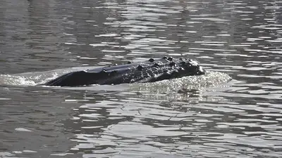 La ballena de Puerto Madero aún no encuentra la salida La ballena de Puerto Madero aún no encuentra la salida