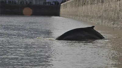 La ballena sigue en Puerto Madero y corre peligro de muerte La ballena sigue en Puerto Madero y corre peligro de muerte