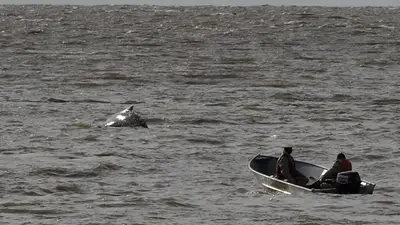 Alerta: perdieron a la ballena de Puerto Madero Alerta: perdieron a la ballena de Puerto Madero