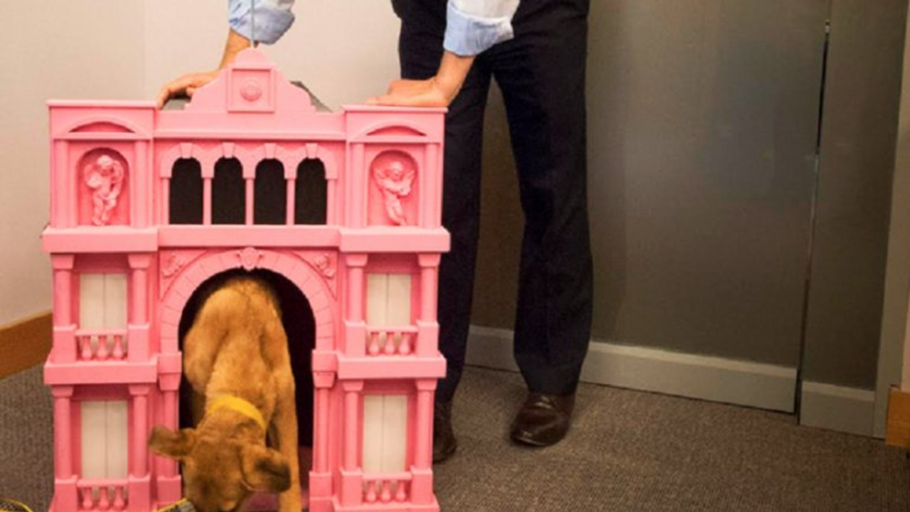 Macri le regaló una Casa Rosada a Balcarce, el perro del PRO