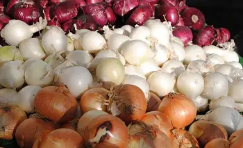 Alerta cebolla: el Mercado Central y ONG piden no comprarla por la disparada del precio | Precios