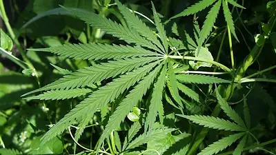 Instituto Nacional de Cáncer en EEUU: "La marihuana es capaz de eliminar los tumores" Instituto Nacional de Cáncer en EEUU: "La marihuana es capaz de eliminar los tumores"