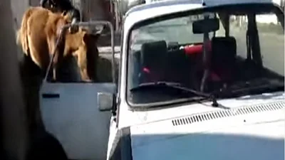 Insólito: mete a un caballo adentro de un Renault 12 Insólito: mete a un caballo adentro de un Renault 12