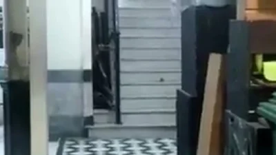 Video: Así caminan las ratas en una escuela pública porteña Video: Así caminan las ratas en una escuela pública porteña