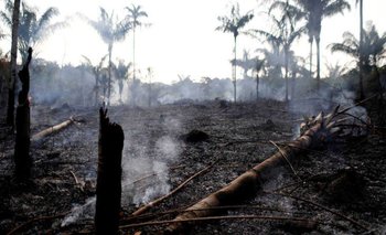 ¿Por qué importó más el incendio en Notre Dame que en el Amazonas? | Incendio en el amazonas