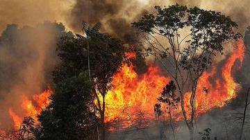 Noticias de Incendio en el Amazonas - El Destape