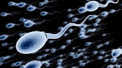 Científicos descubren que los espermatozoides no se mueven como siempre se creyó Científicos descubren que los espermatozoides no se mueven como siempre se creyó