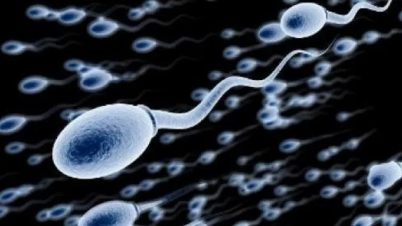 Científicos descubren que los espermatozoides no se mueven como siempre se creyó 