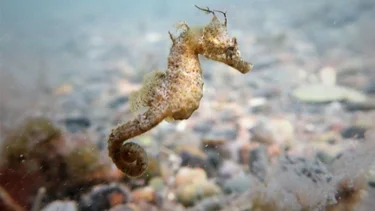 El Caballito de Mar patagónico, en peligro de extinción