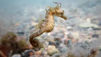 El Caballito de Mar patagónico se encuentra en peligro de extinción El Caballito de Mar patagónico se encuentra en peligro de extinción