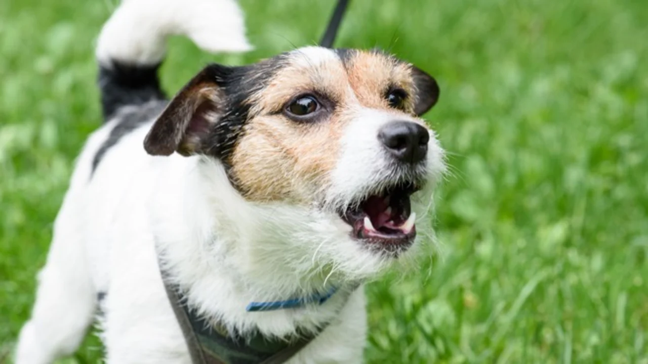 Qué significan los 10 sonidos que más hacen los perros