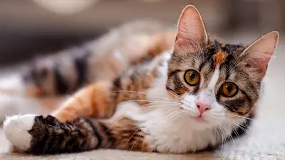 ¿Por qué hoy se celebra el Día Internacional del Gato? ¿Por qué hoy se celebra el Día Internacional del Gato?