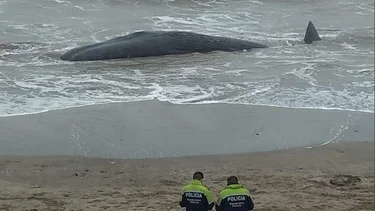 Impactante: cachalote gigante murió en la costa de Santa Clara