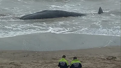 Impactante: cachalote gigante murió en la costa de Santa Clara Impactante: cachalote gigante murió en la costa de Santa Clara