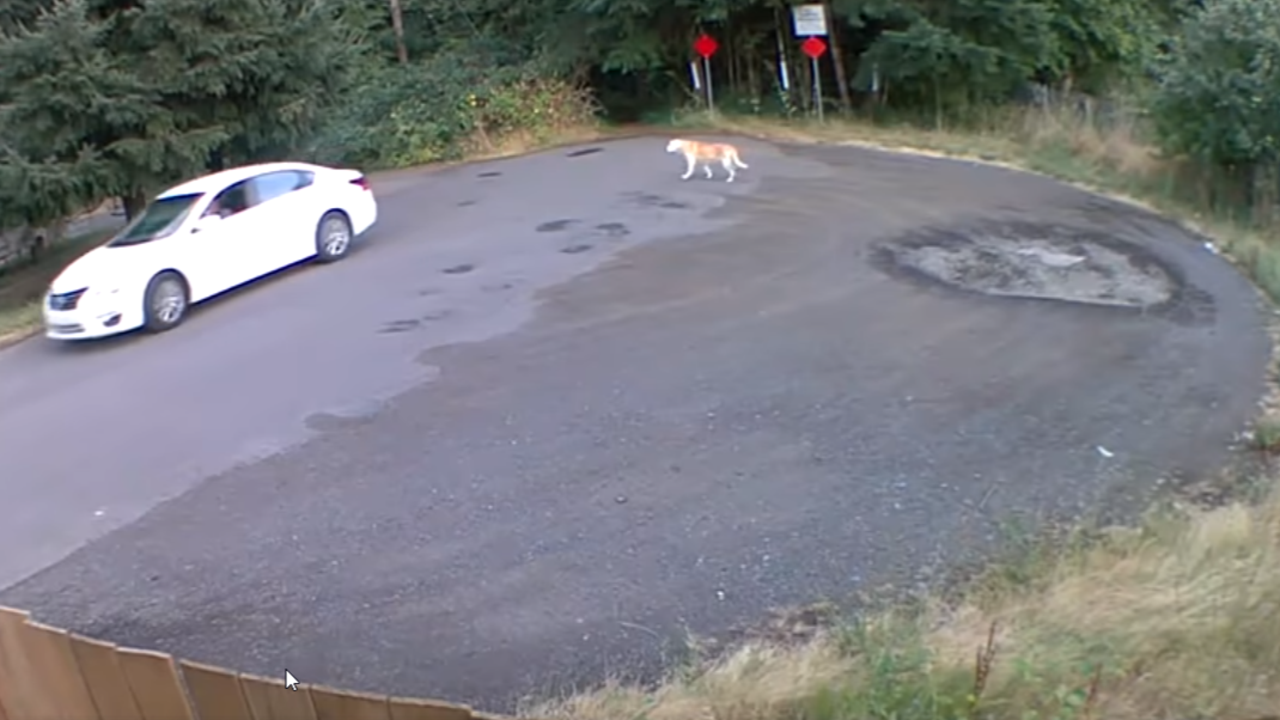 Video: La angustiante reacción de un perro cuando una mujer lo abandonó en el medio de la calle