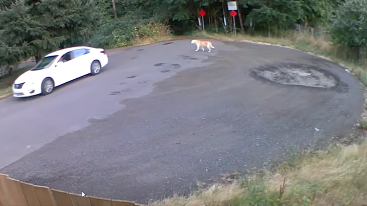 Video: La angustiante reacción de un perro cuando una mujer lo abandonó en el medio de la calle