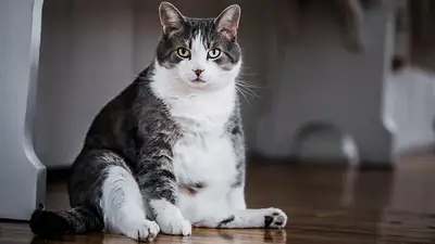 De no creer: un gato "traficante de drogas" escapó de una prisión de máxima seguridad De no creer: un gato "traficante de drogas" escapó de una prisión de máxima seguridad