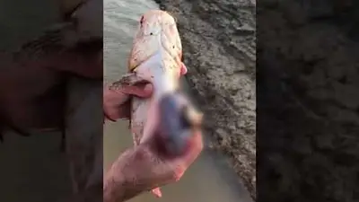 Video escalofriante: hallan ratones en los estómagos de pescados del río Paraná Video escalofriante: hallan ratones en los estómagos de pescados del río Paraná