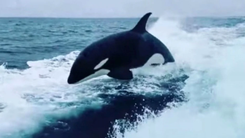 Video: La tétrica persecusión de un grupo de orcas a pescadores