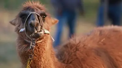 La "Llama Lolo", la esperanza tucumana contra el coronavirus La "Llama Lolo", la esperanza tucumana contra el coronavirus