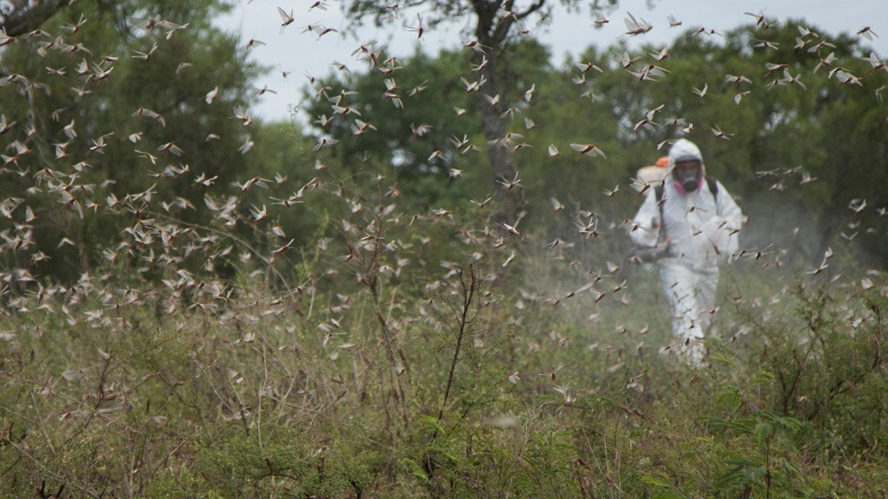 La plaga de langostas en el Norte de Argentina no da tregua