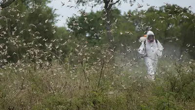 La plaga de langostas en el Norte de Argentina no da tregua La plaga de langostas en el Norte de Argentina no da tregua