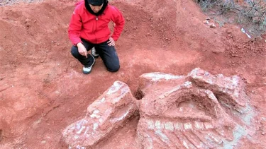 Impactante hallazgo de una de las tortugas mas grandes del mundo