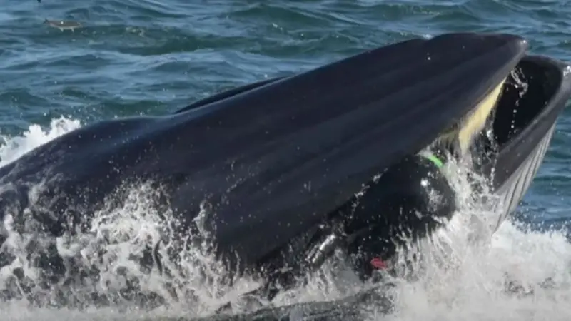 Impactantes imágenes: ballena se tragó un buzo en Sudáfrica y luego lo escupió