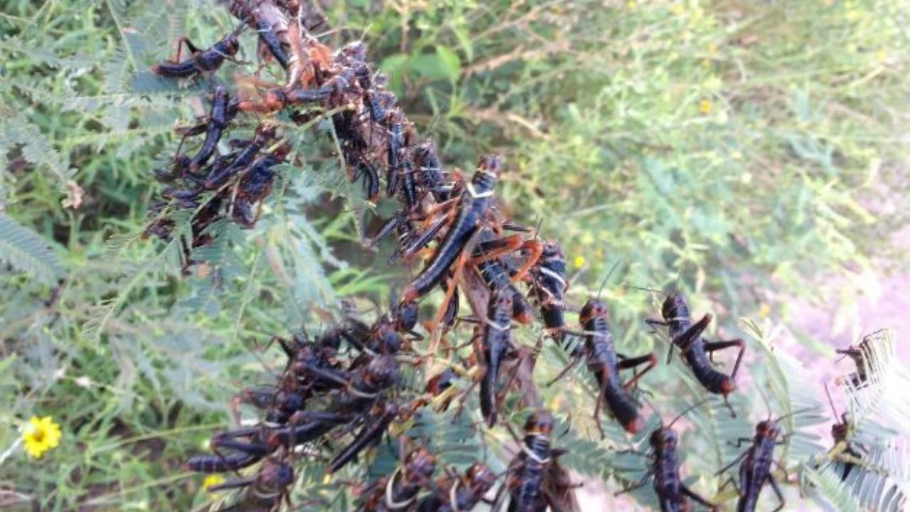 Tucura quebrachera negra