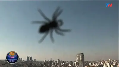 Apareció una araña en TN y espantó a Paula García: "¡Tengo fobia!" Apareció una araña en TN y espantó a Paula García: "¡Tengo fobia!"