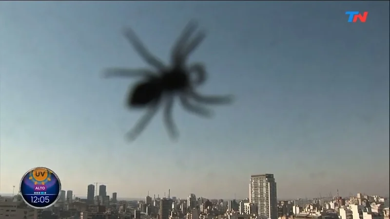 Apareció una araña en TN y espantó a Paula García: "¡Tengo fobia!"